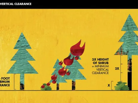 Illustration showing fire hazard of shrubs spreading fire to trees with low branches and after mitigation where the lowest branch has a clearance of 3 times the height of the shrub